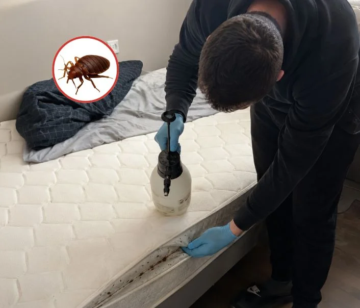 Technicien traitant un matelas contre les punaises de lit à Dampierre-en-Yvelines